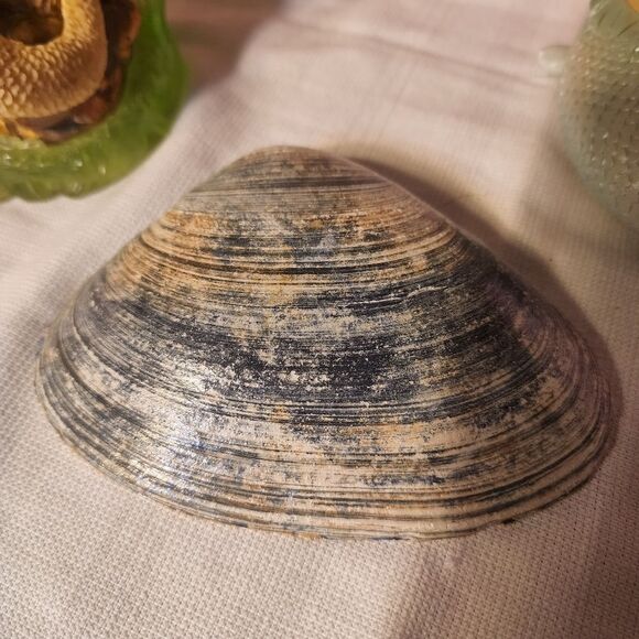 DECOUPAGE CLAM SHELL   - Picture 4 of 7